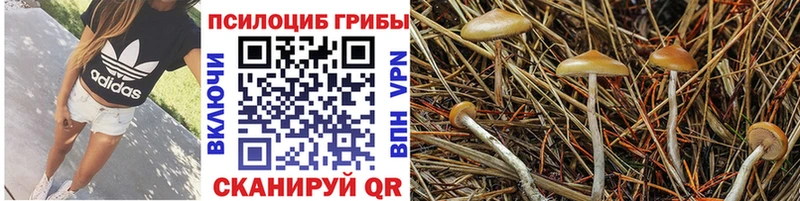 Галлюциногенные грибы Psilocybine cubensis  Закаменск 